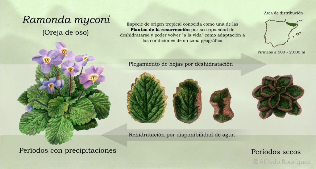 Infografía sobre la rehidratación de la planta Ramonda myconi