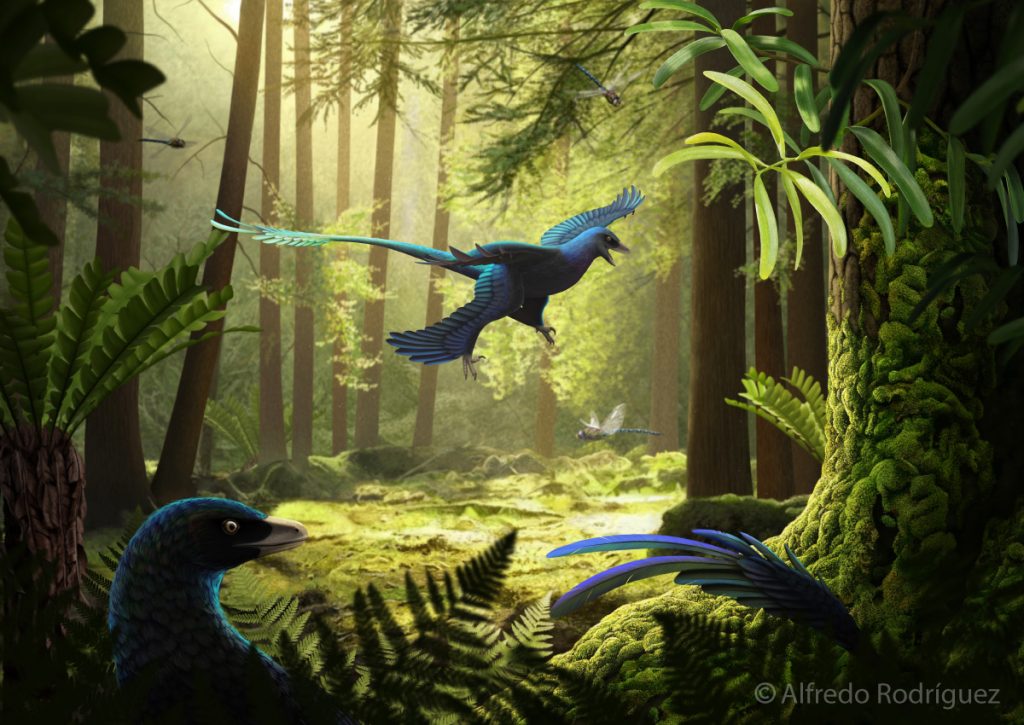 Ilustración científica de un Microraptor gui en un bosque del cretácico