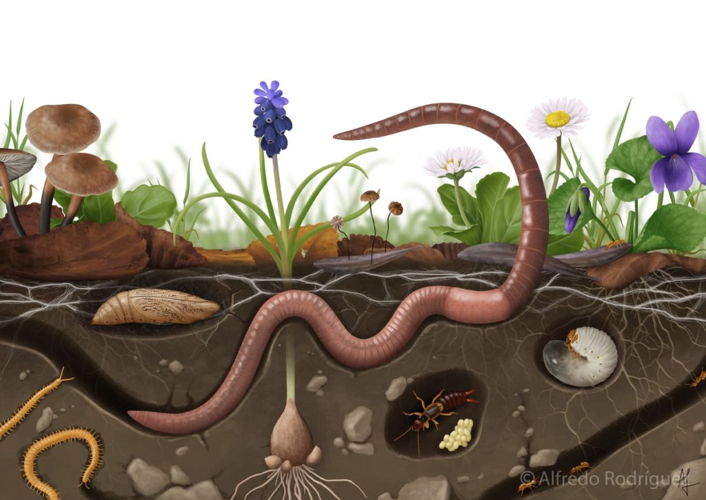 Ilustración científica de la biodiversidad del suelo de la asociación arteLombriz