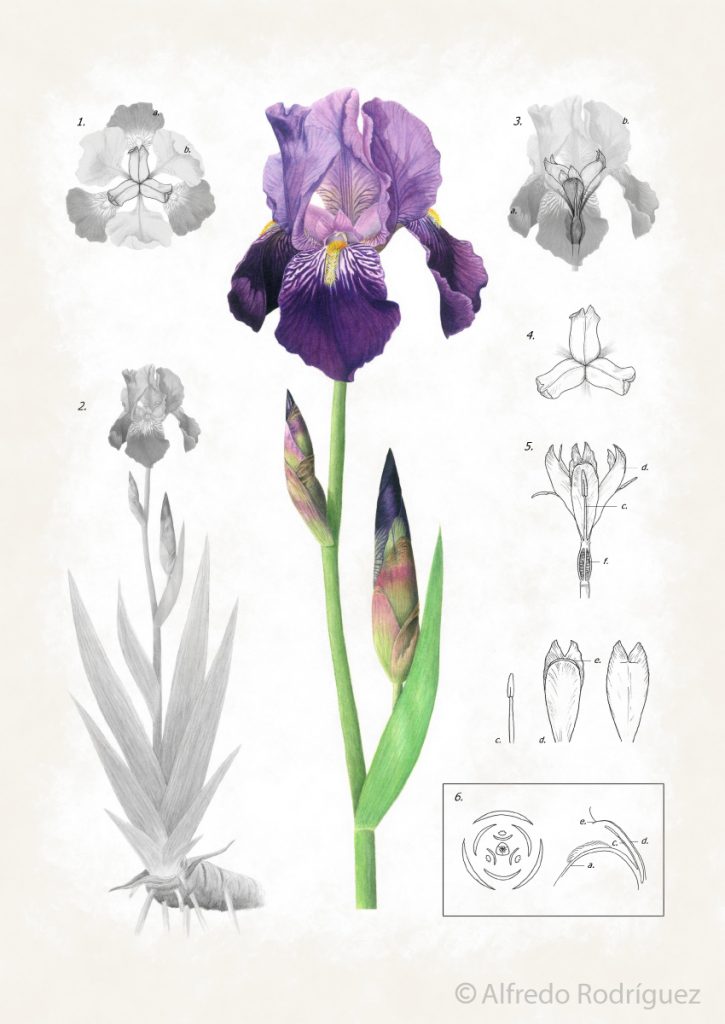 Ilustración científica de la planta Iris germanica realizada con acuarela