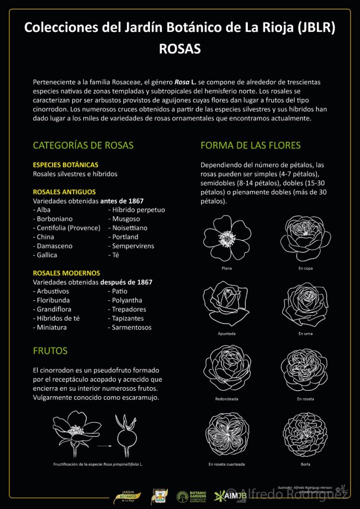 Cartel con ilustraciones sobre las diferentes categorías de rosas ornamentales