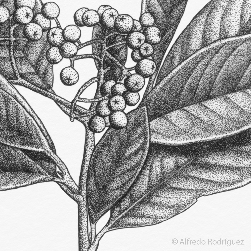 Ilustración del arbusto Cotoneaster realizada con punteado en tinta