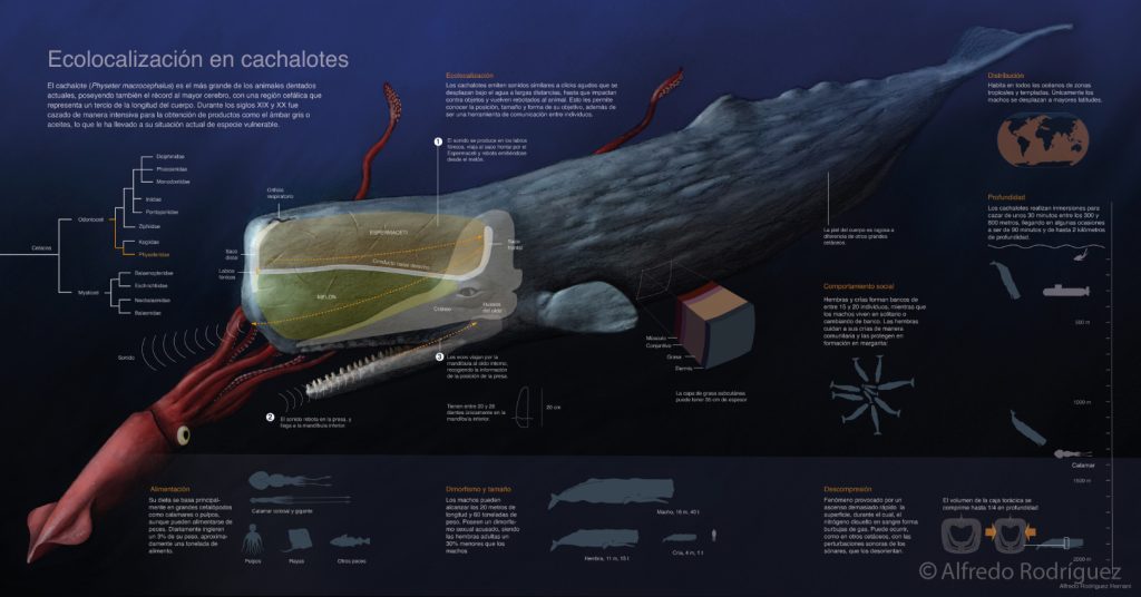 Infografía sobre el cachalote y el calamar gigante