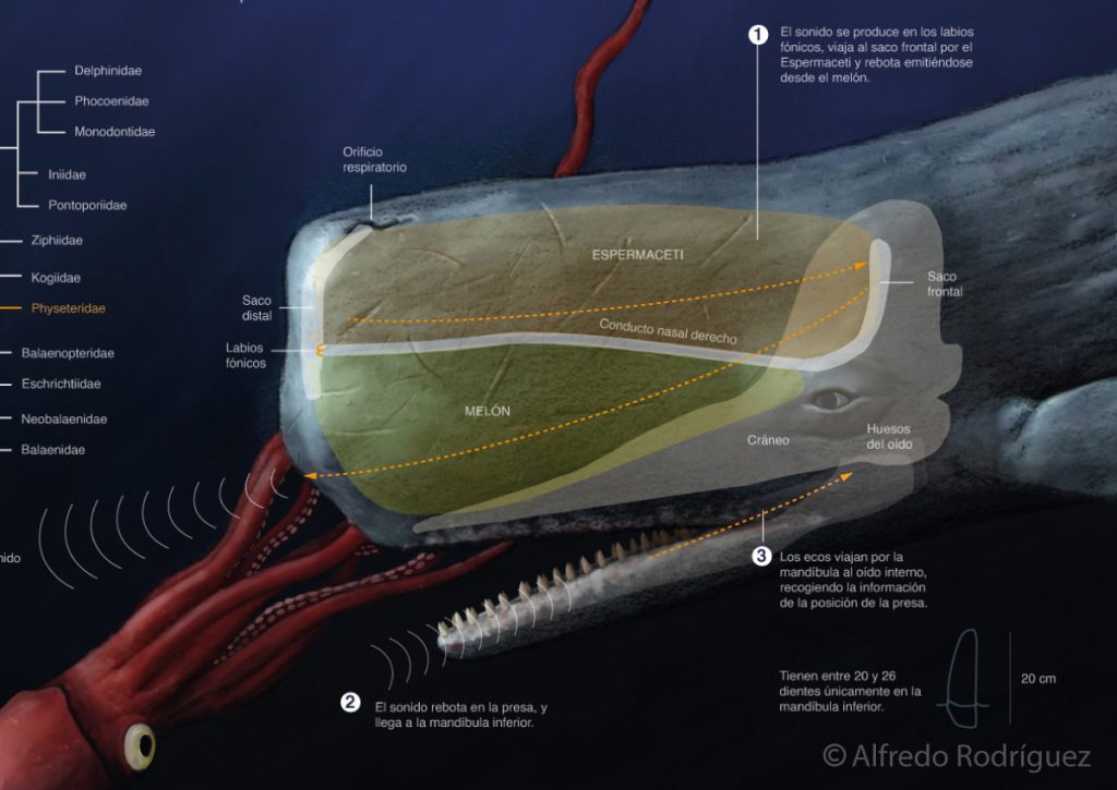 Infografía sobre la ecolocalización de los cachalotes