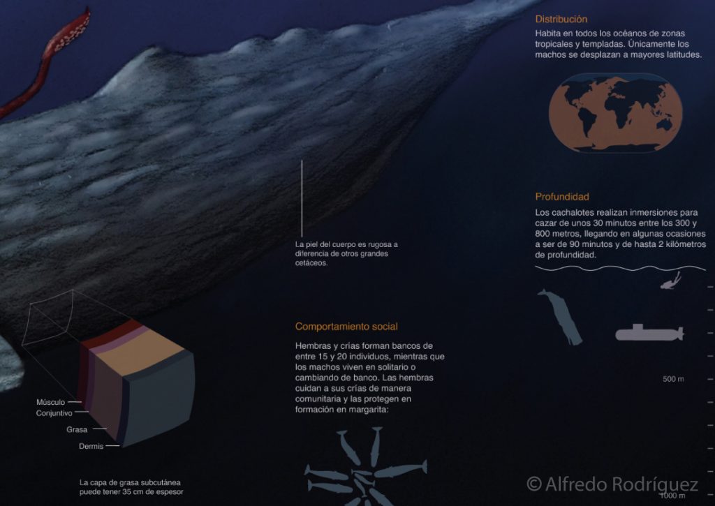 Infografía sobre la anatomía de un cachalote