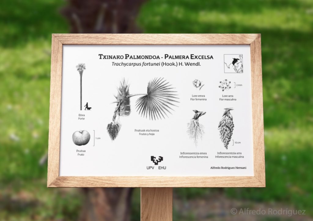 Placa botánica con ilustraciones sobre la palmera excelsa