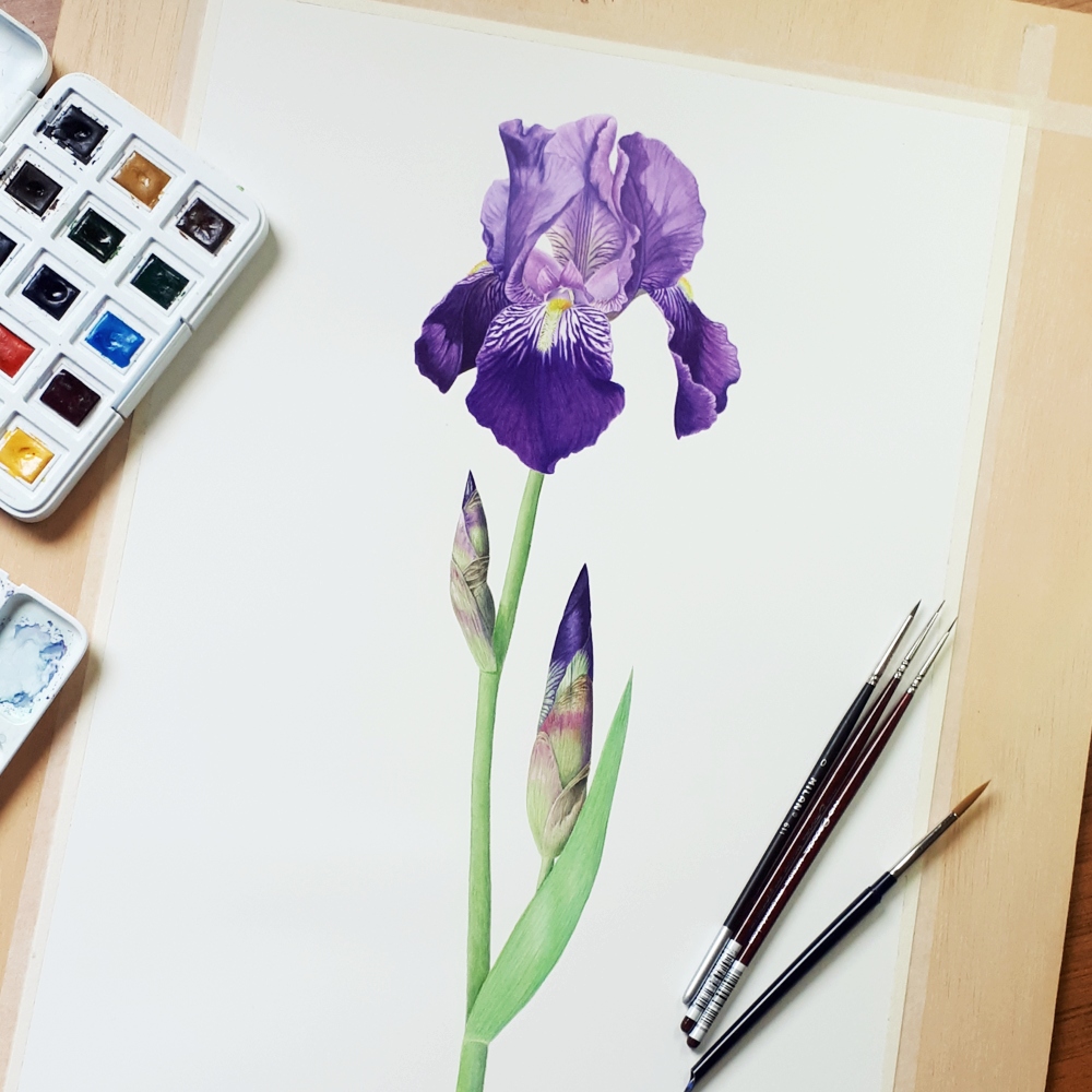 Ilustración científica sobre la planta Iris germanica realizada con acuarela