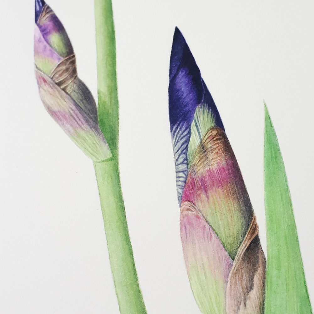 Ilustración científica de la planta Iris germanica realizada con acuarela